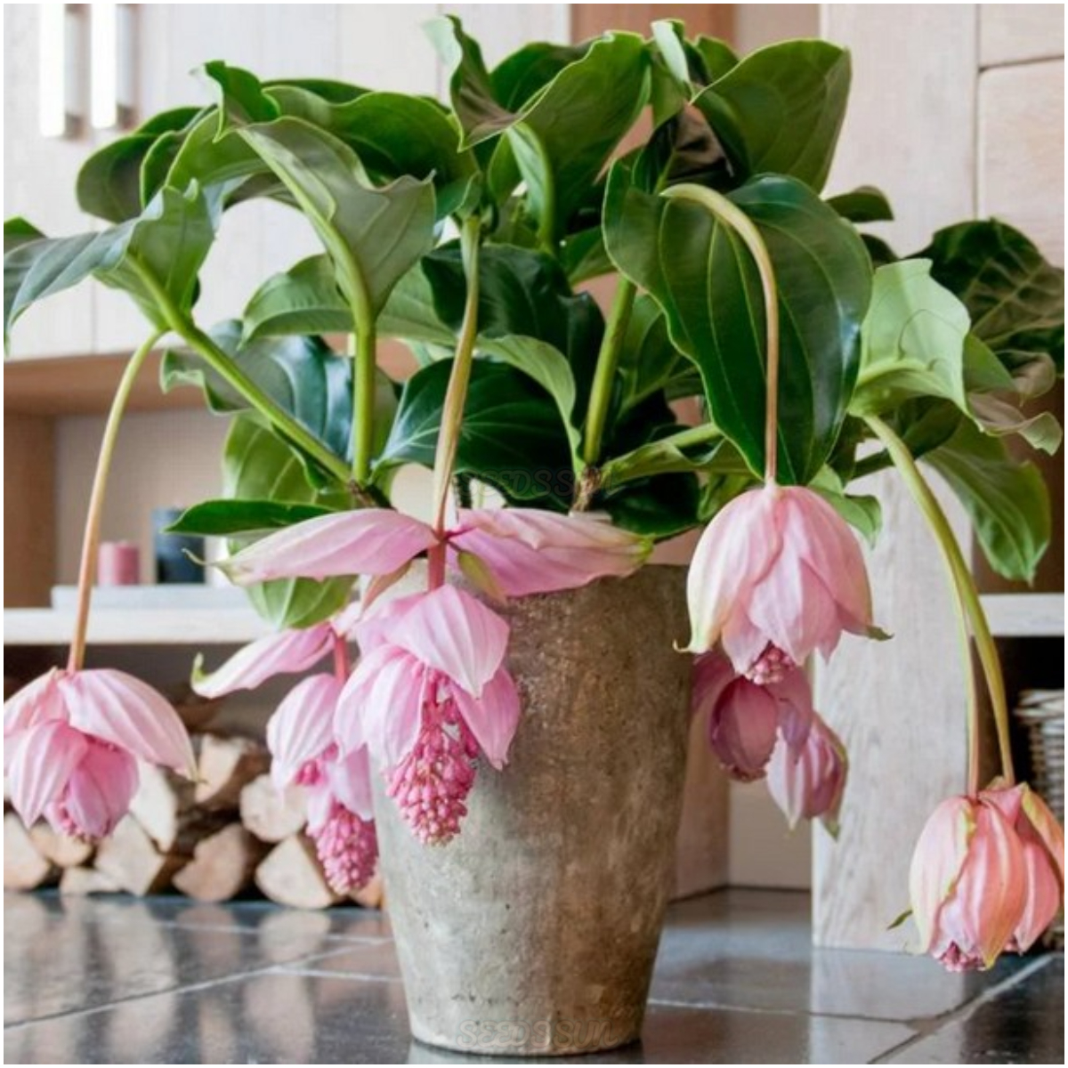 The Flower of Wealth in the World - Lotus Lantern Seeds