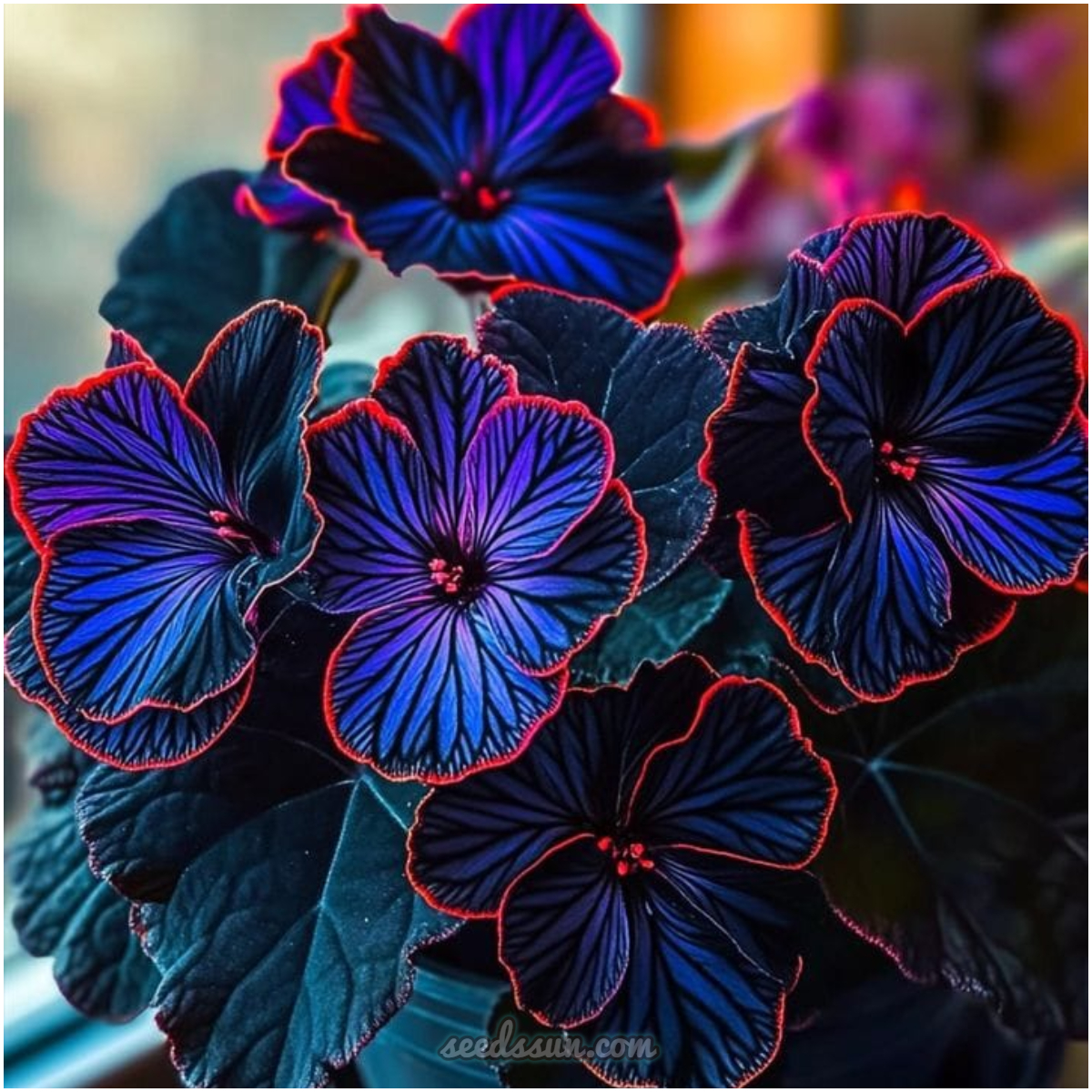 Begonia Rex Seeds (Begonia rex-cultorum 'Dark Velvet')