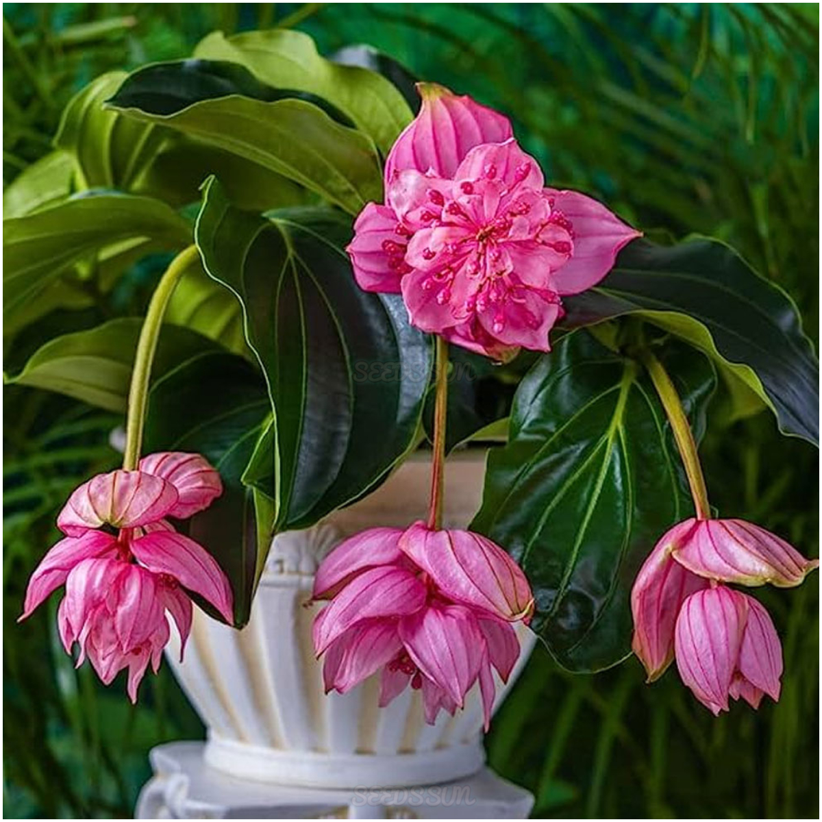 The Flower of Wealth in the World - Lotus Lantern Seeds