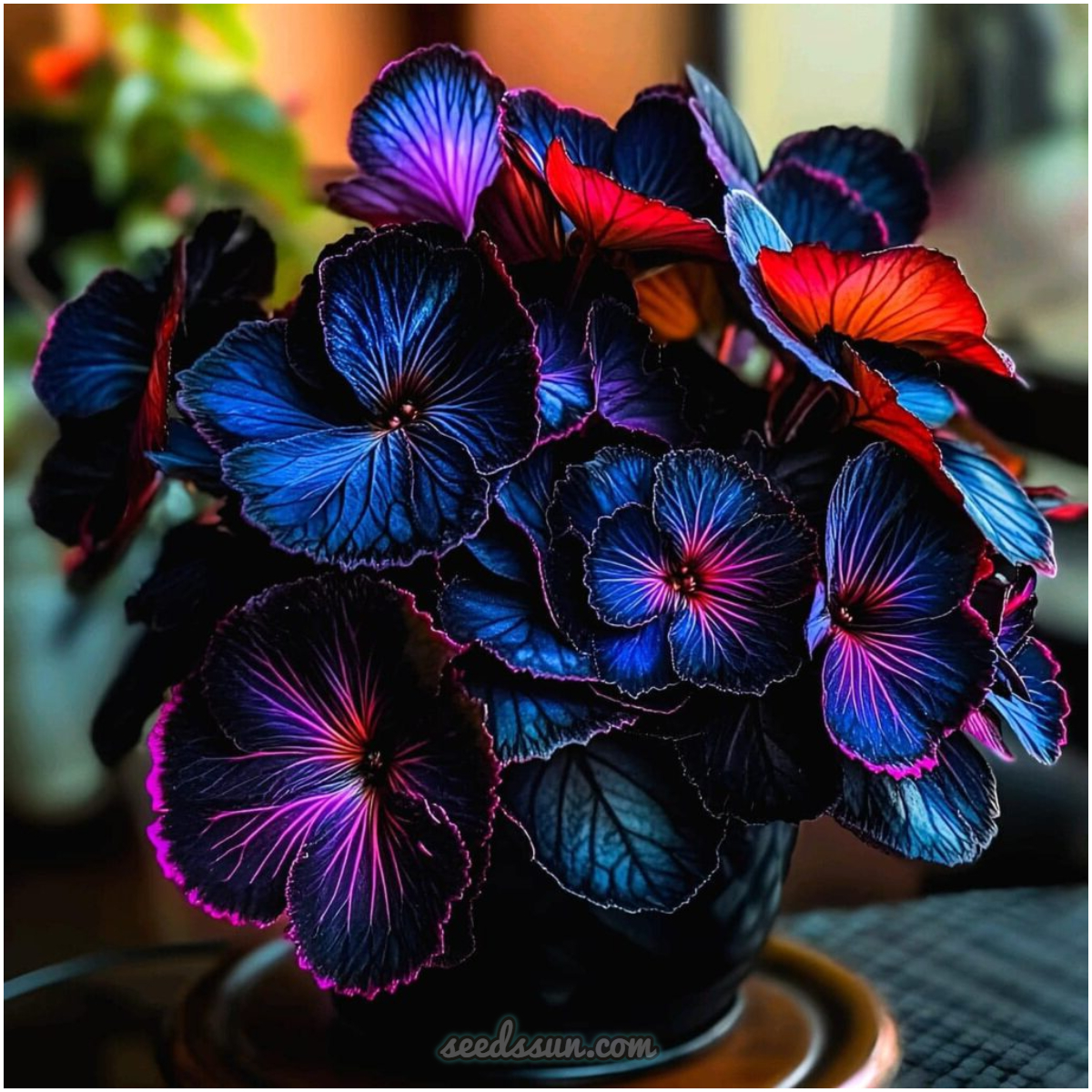 Begonia Rex Seeds (Begonia rex-cultorum 'Dark Velvet')