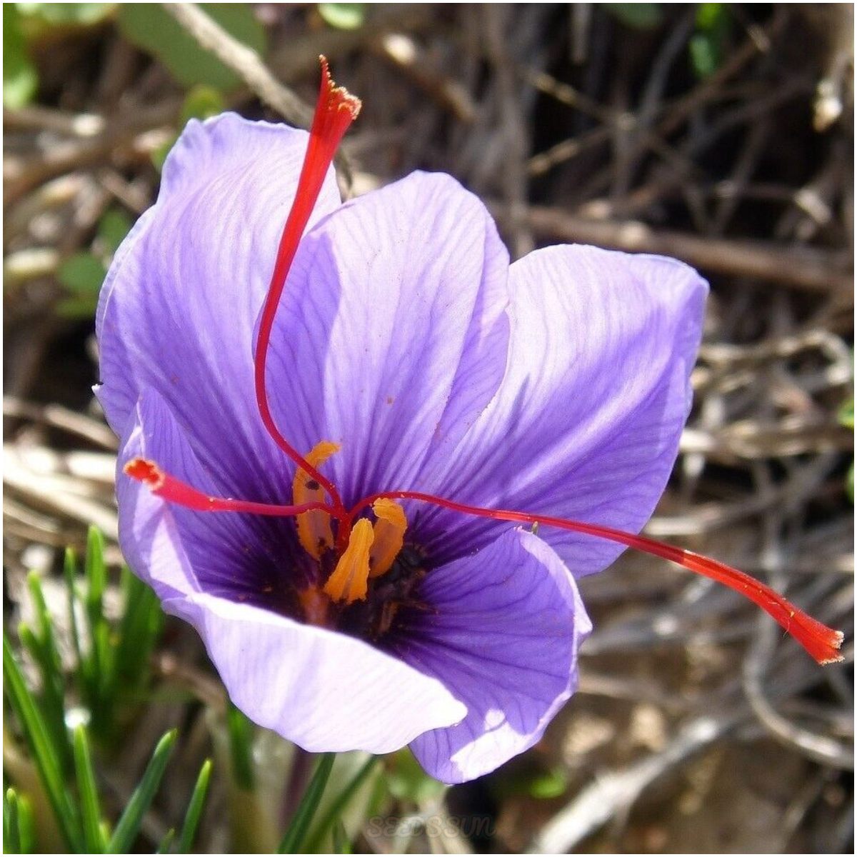 Saffron Crocus Bulbs for Planting - Rare Spice - Organic Crocus Sativus