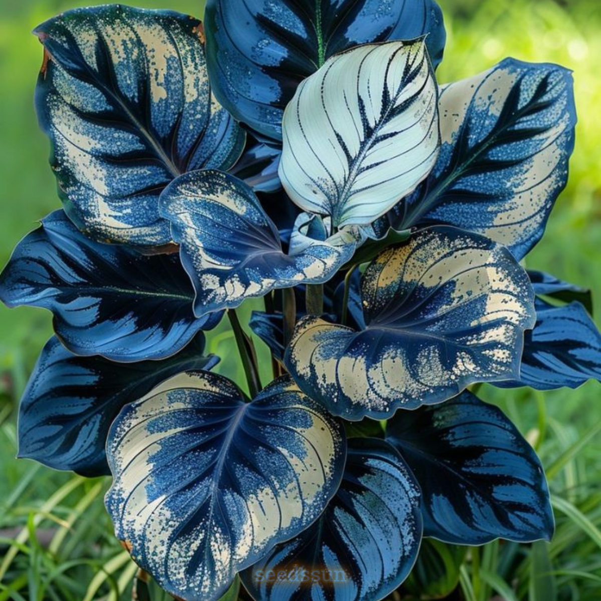 Rainbow Veil Caladium