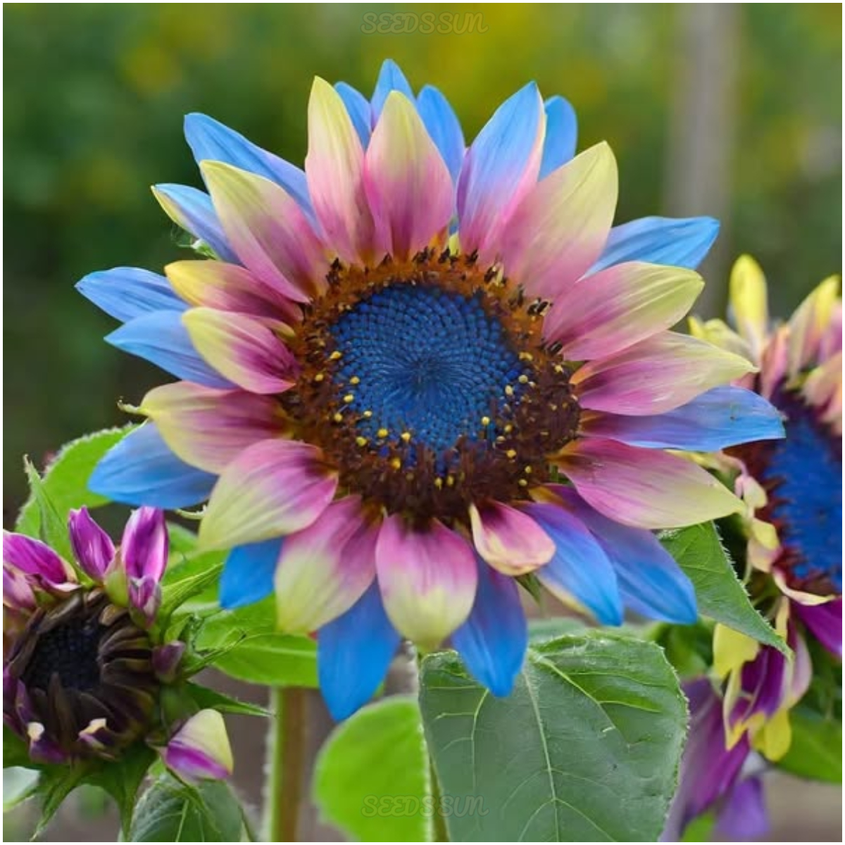 Rainbow Sunflower Seeds (Helianthus Annuus) 