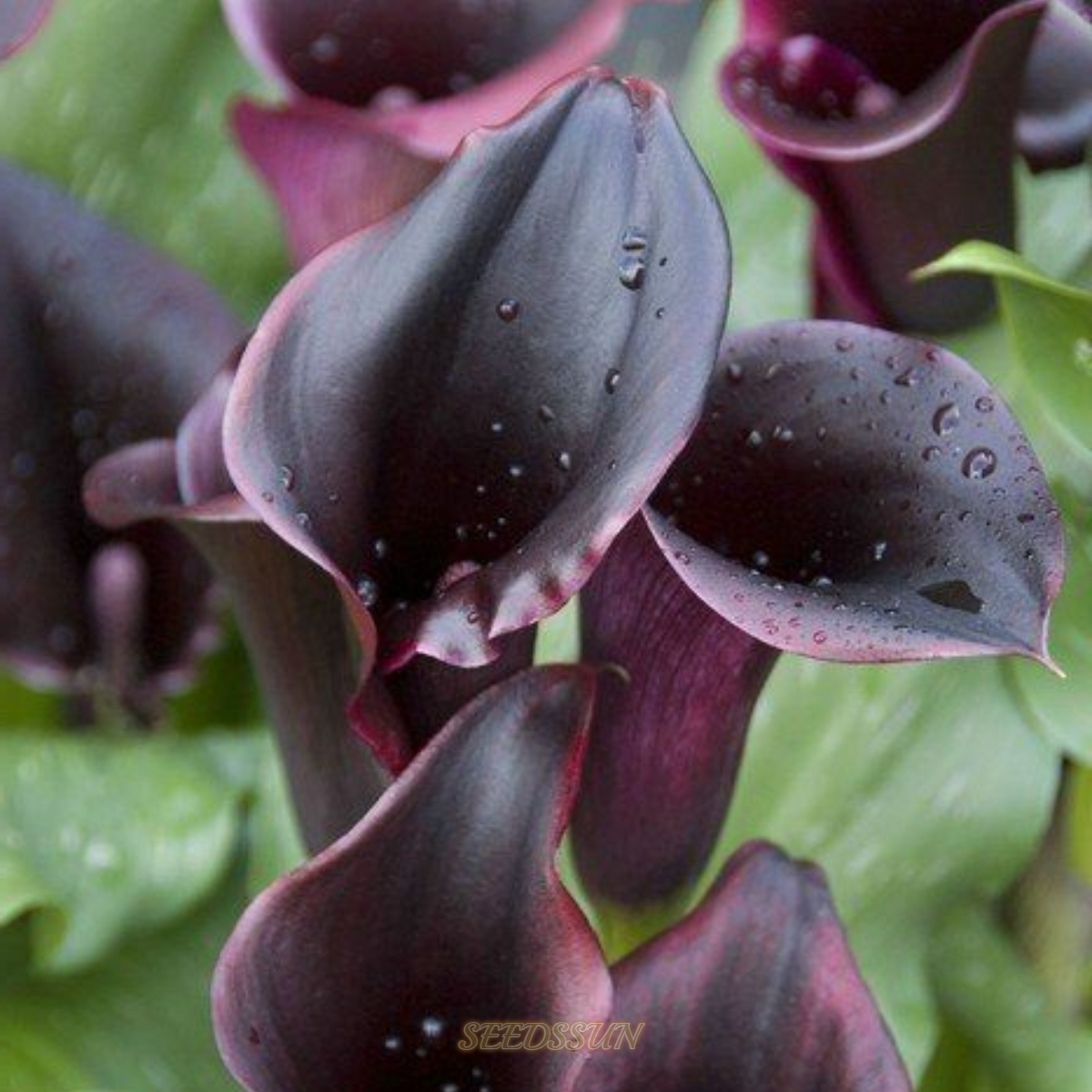 Rare Black and Red Bicolor Series Flower Seeds