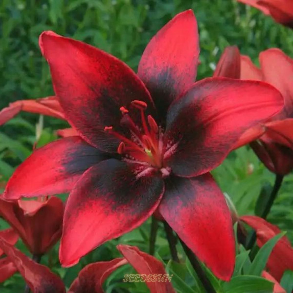 Rare Black and Red Bicolor Series Flower Seeds