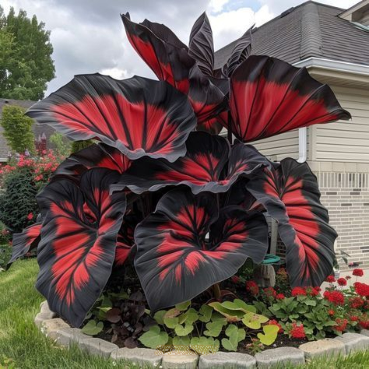 Rare Black and Red Bicolor Series Flower Seeds