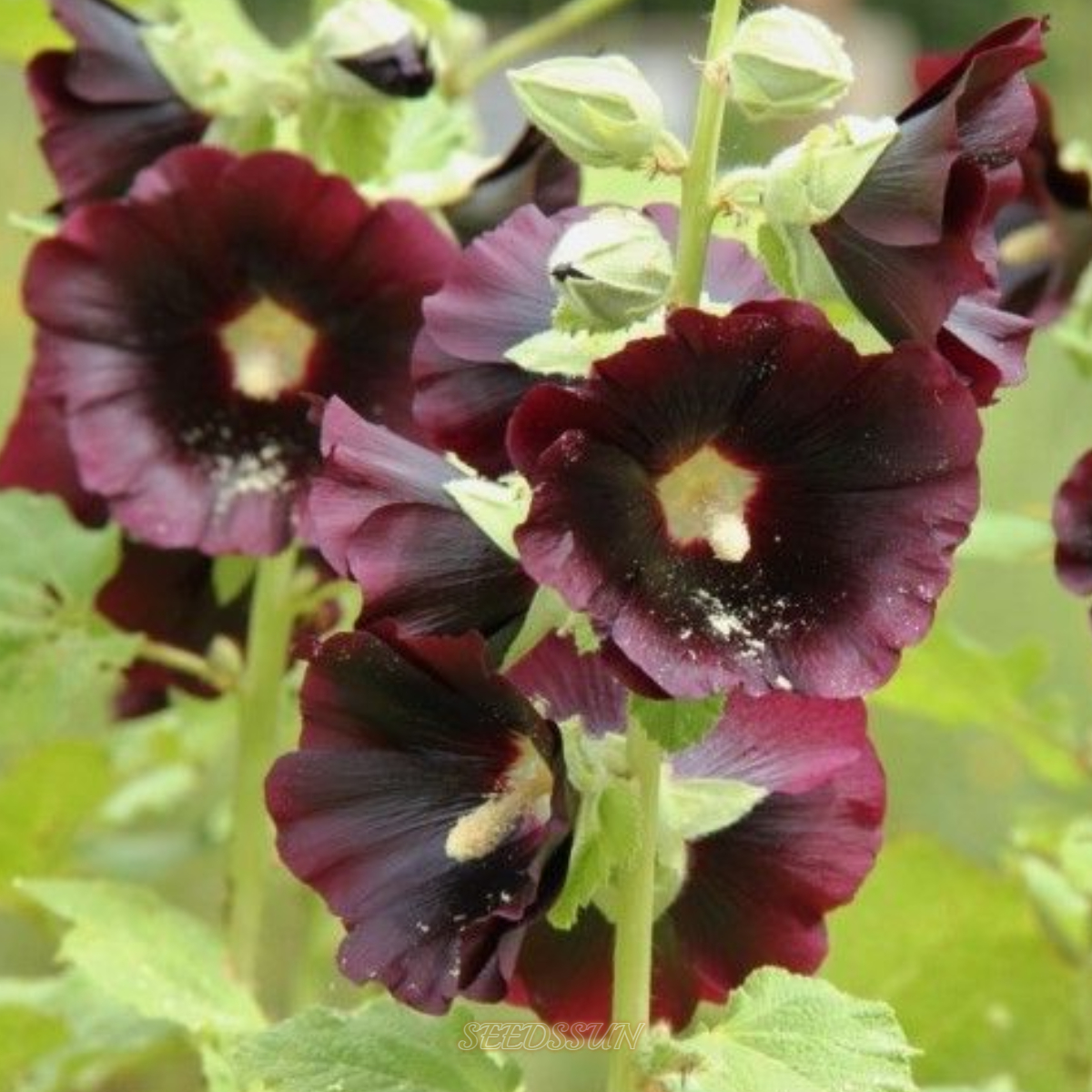Rare Black and Red Bicolor Series Flower Seeds