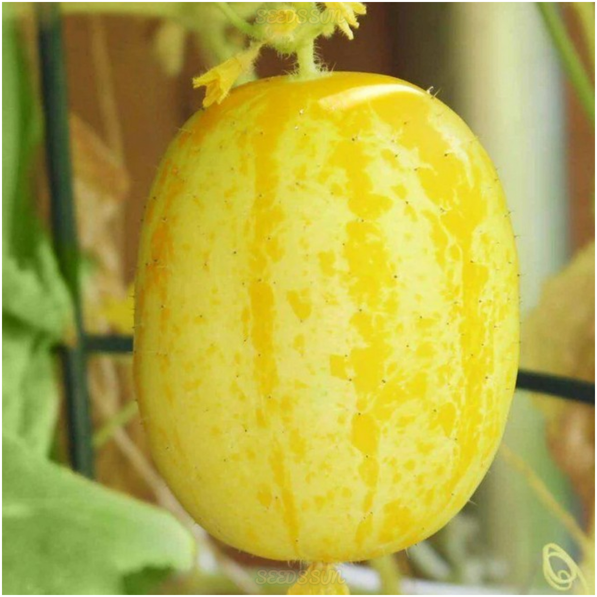 Heirloom Lemon Cucumber Seeds