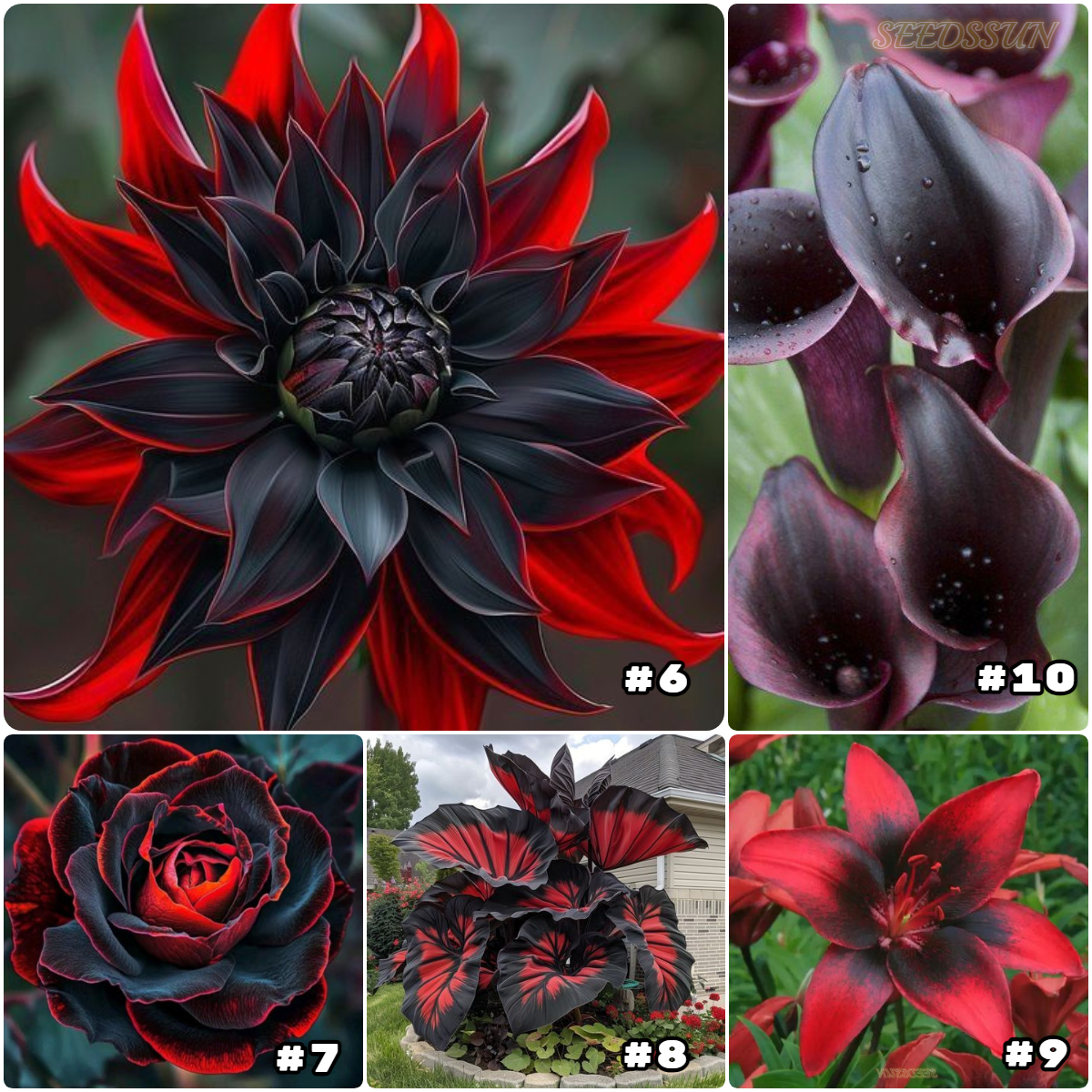 Rare Black and Red Bicolor Series Flower Seeds
