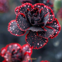 #4-Carnation