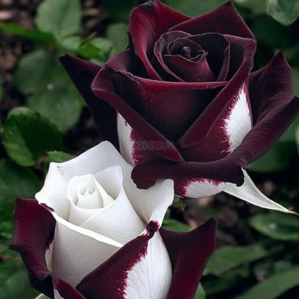Black Baccara & White Hybrid Roses Seeds
