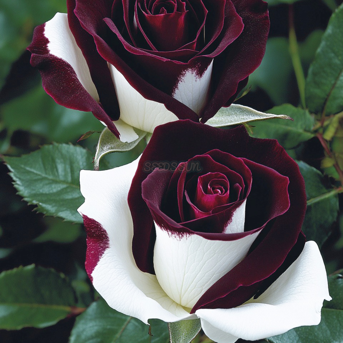 Black Baccara & White Hybrid Roses Seeds