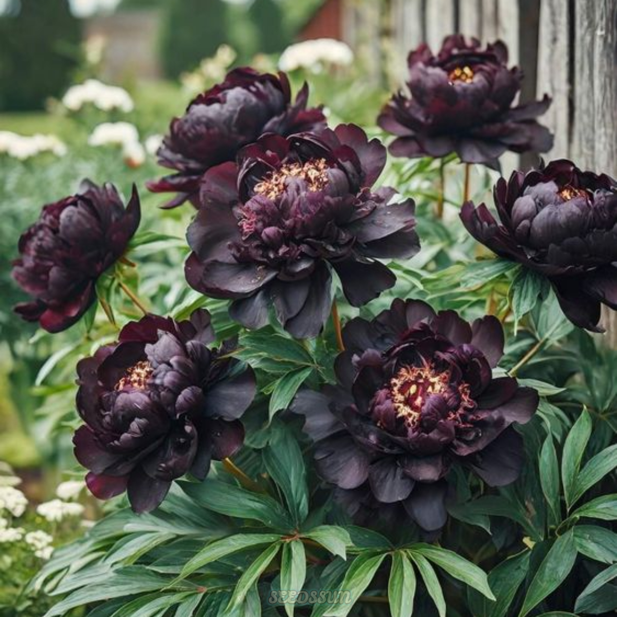 Rare Beauty Peony Seeds