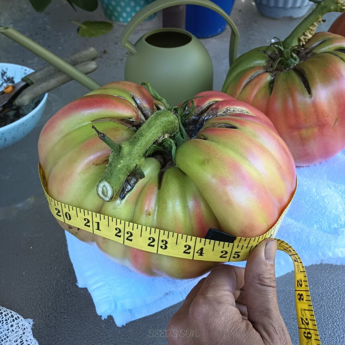😱😱 Giant Tomato Seeds! From Fruit Over 5lbs
