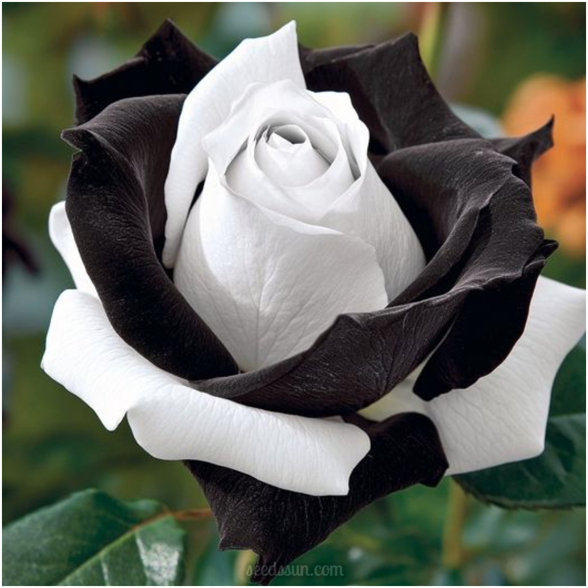 Black & White Hybrid Roses Seeds