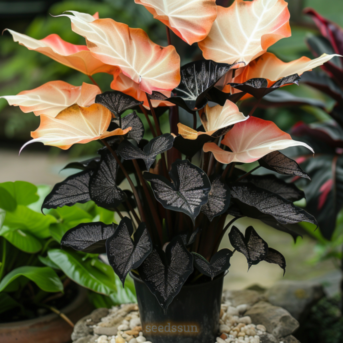Rainbow Veil Caladium