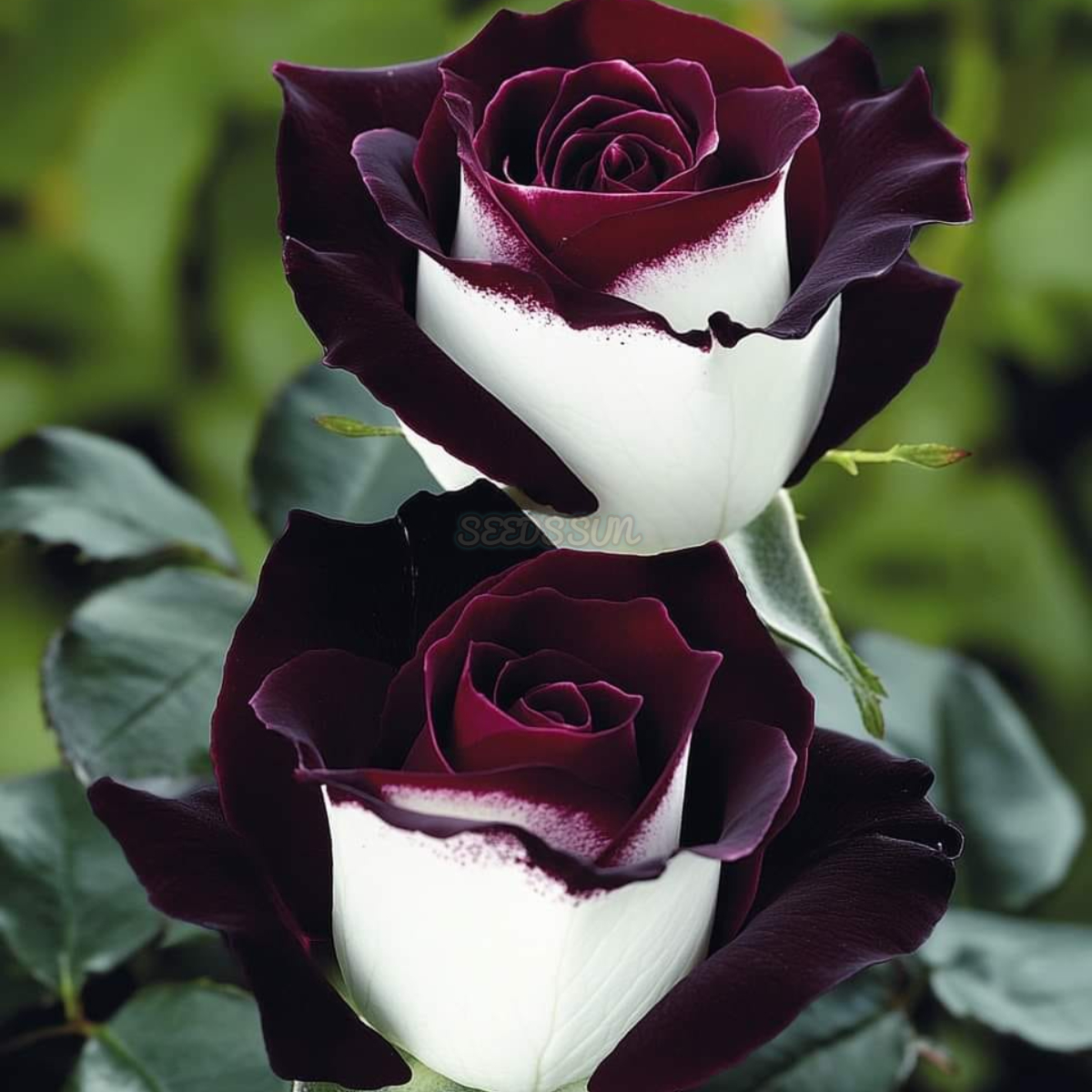 Black Baccara & White Hybrid Roses Seeds