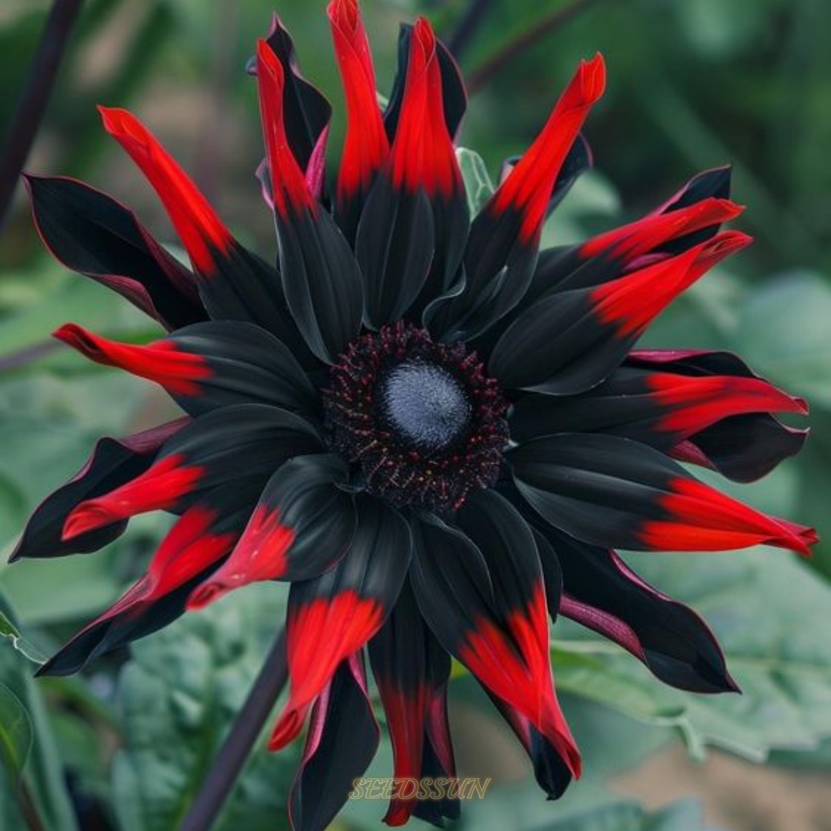 Rare Black and Red Bicolor Series Flower Seeds