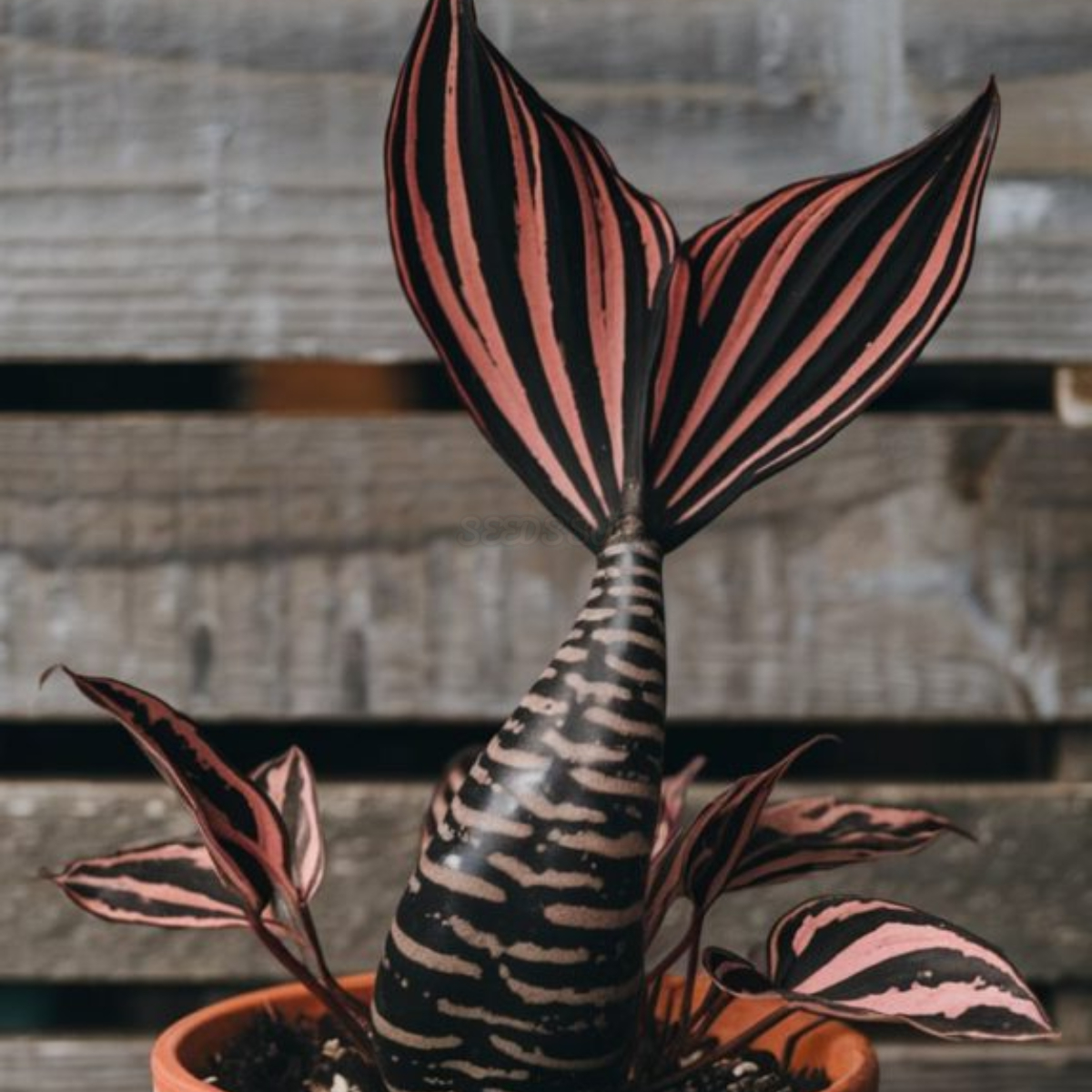 Mermaid Succulent Plant Seeds