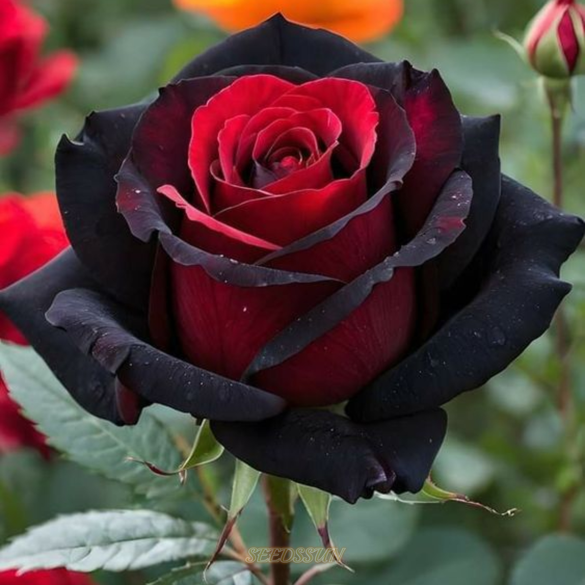 Rare Black and Red Bicolor Series Flower Seeds
