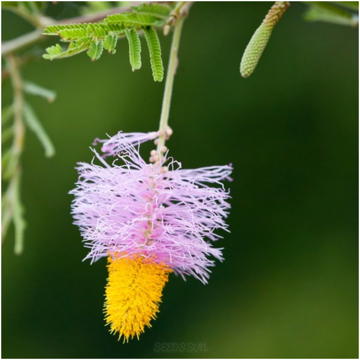 Chinese Lantern Tree Seeds