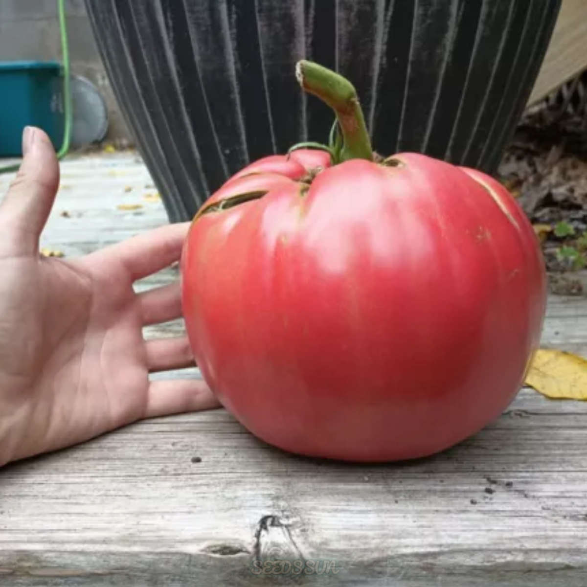 😱😱 Giant Tomato Seeds! From Fruit Over 5lbs