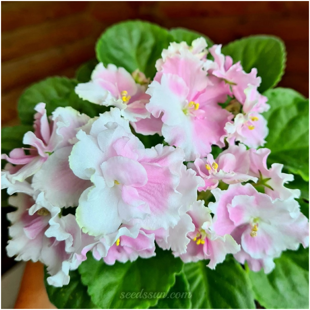 African Violet Seeds
