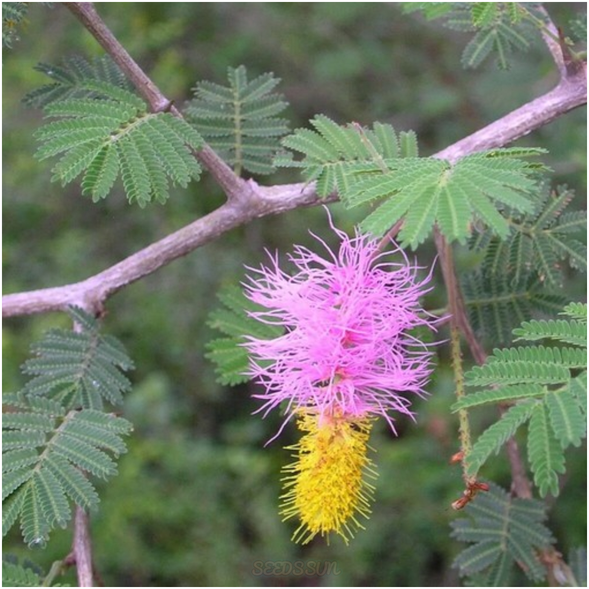 Chinese Lantern Tree Seeds