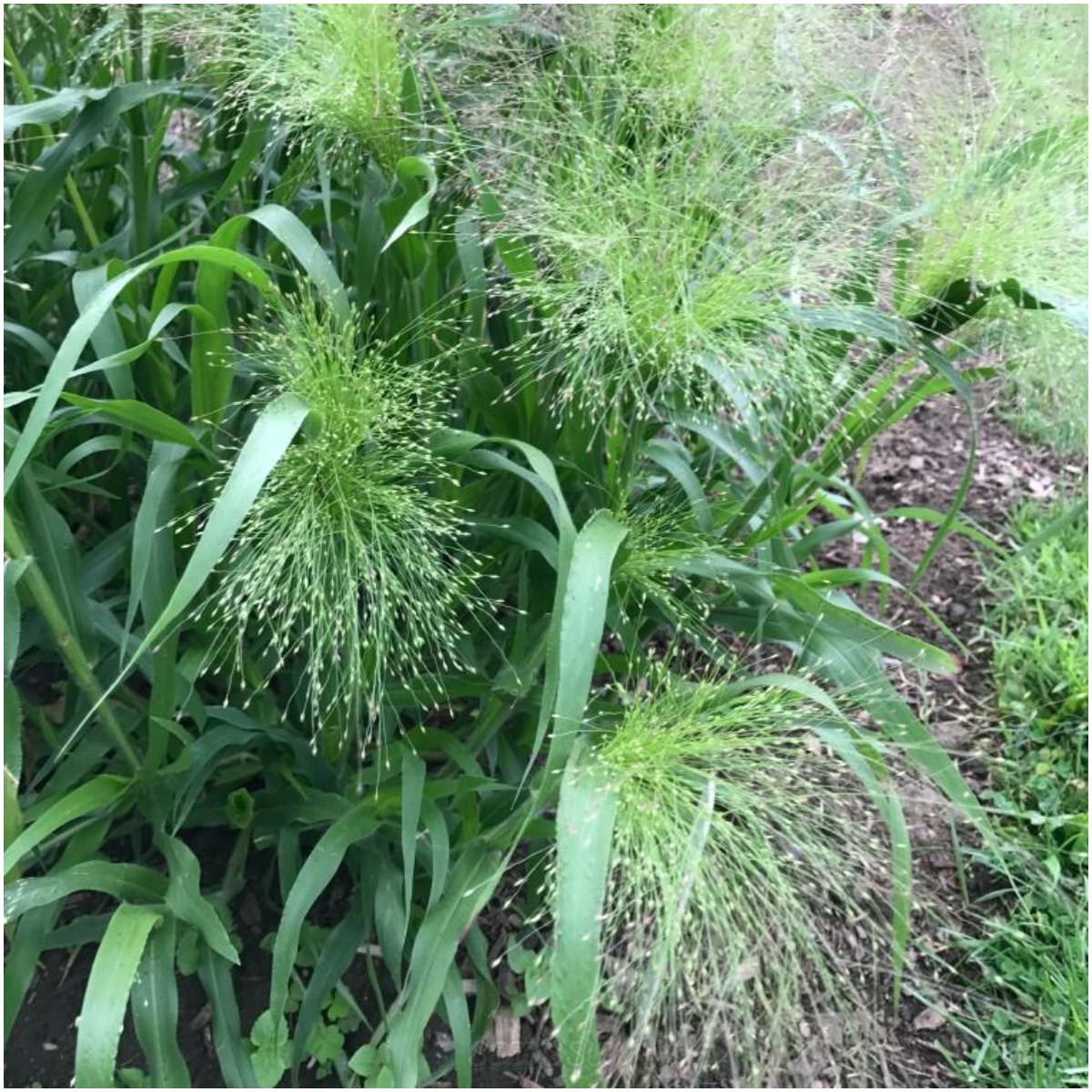 Switchgrass Seeds