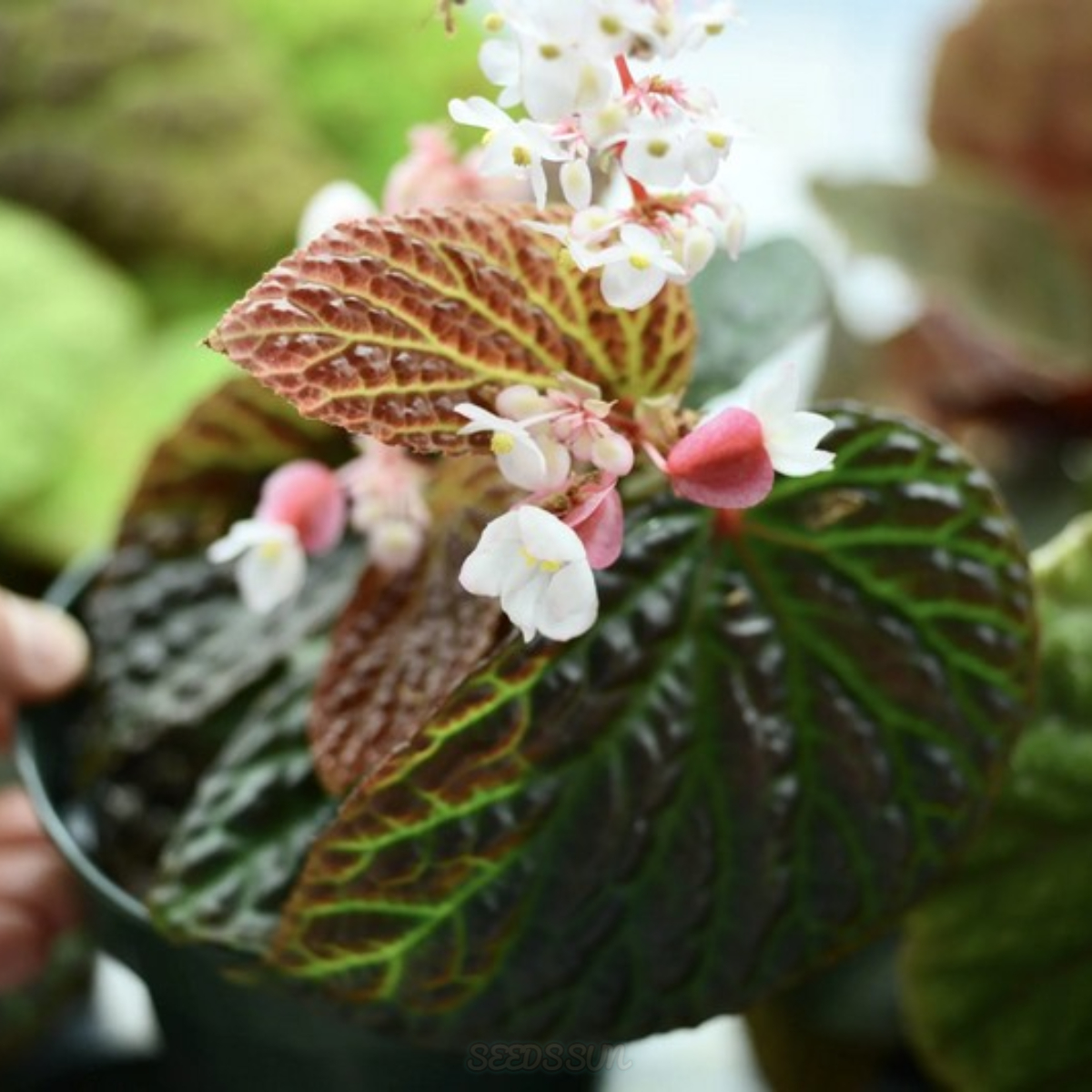 SEEDS Begonia Metallicolor