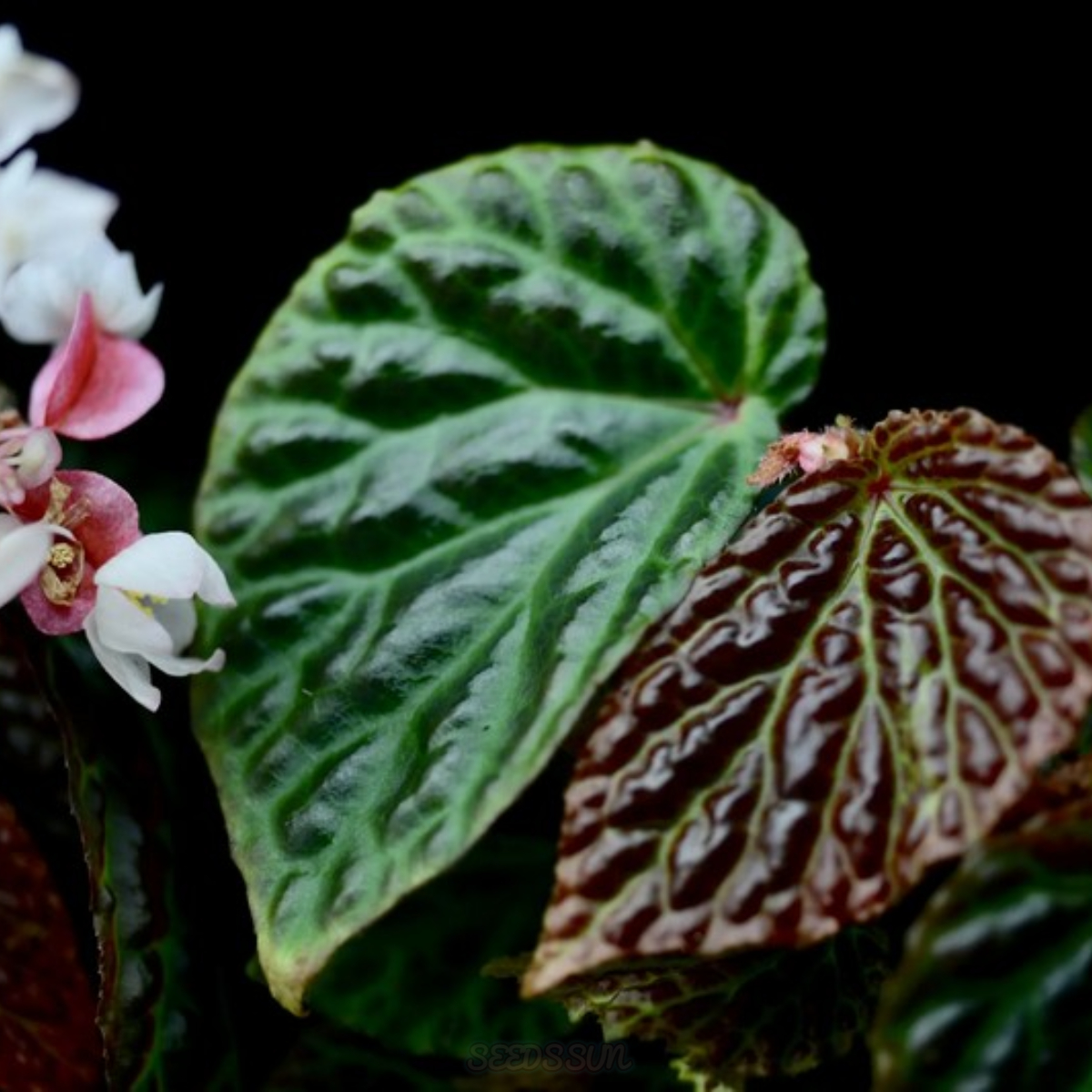SEEDS Begonia Metallicolor