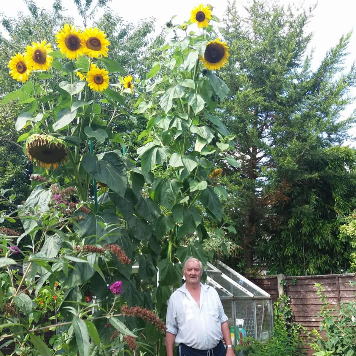 Sunflower Tall Seeds (50 seeds)