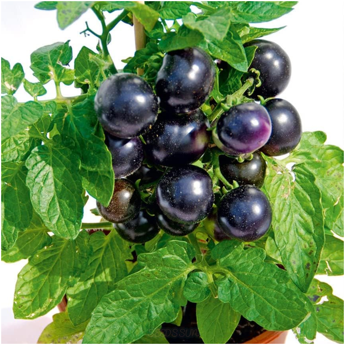 Dwarf Tomato Seeds