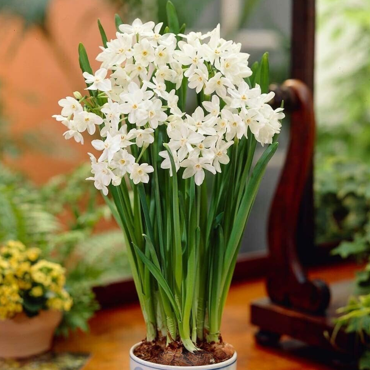 Ziva Paperwhite Narcissus Bulbs