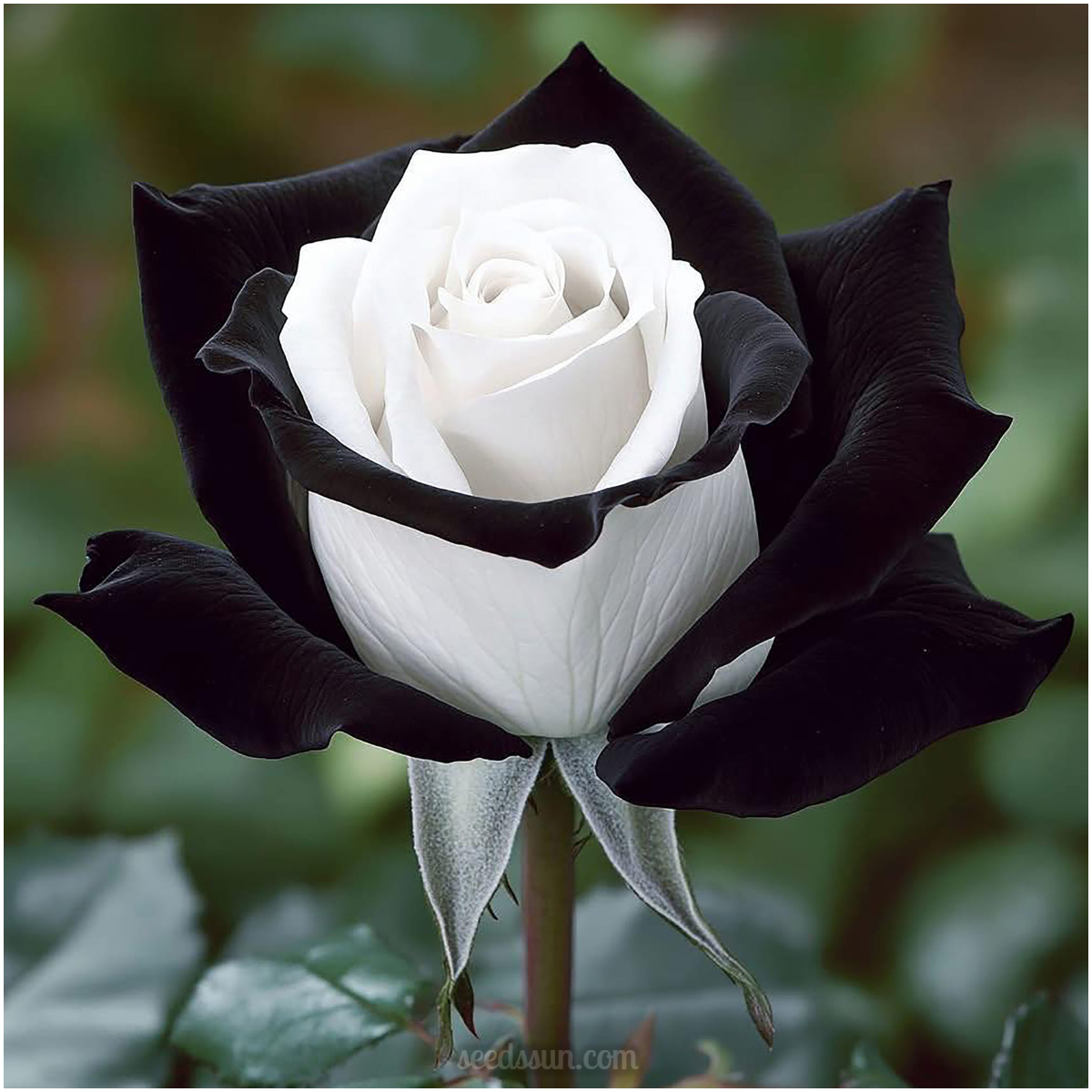 Black & White Hybrid Roses Seeds