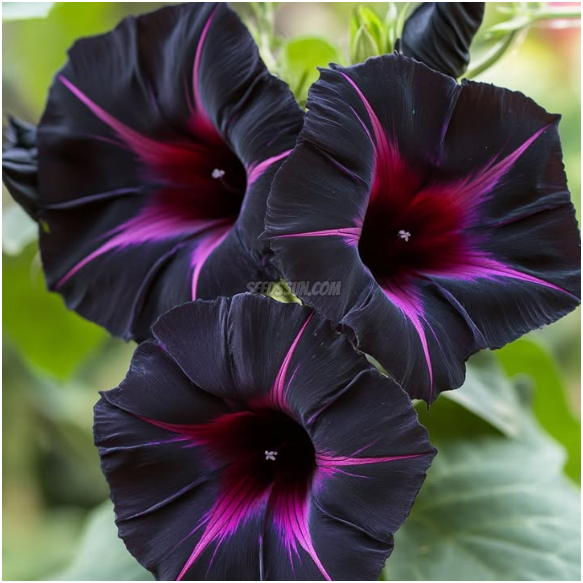 Black Velvet Morning Glory Seeds