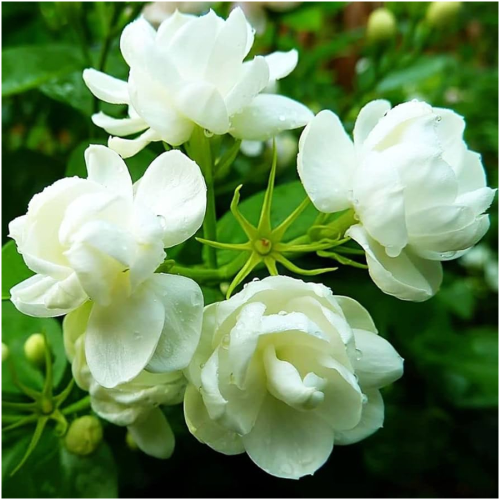 Magical Jasmine Seeds - Fill Your Home with Fragrance!