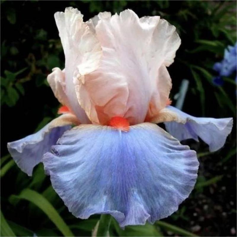 🌼 Iris - Easy to Grow Perennial-Flower Seeds