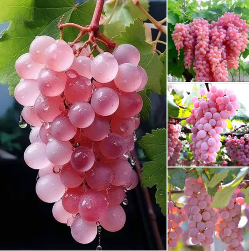 Koshu Grape Fresh Seeds