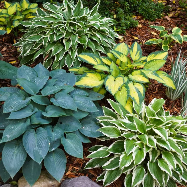 Mixed Hosta Plant Seeds