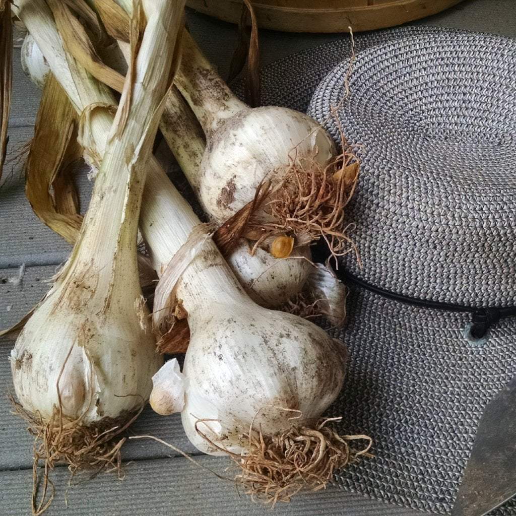 Elephant Garlic Seeds