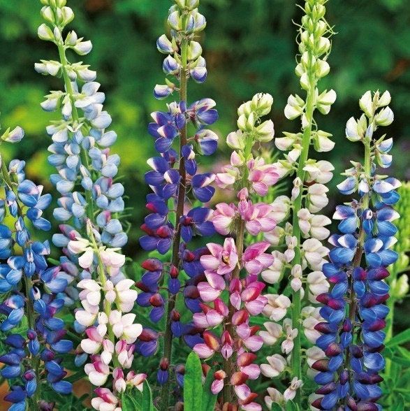 Outsidepride Perennial Russells Lupine Wild Flower Mix & Butterflies & Hummingbirds - 500 Seeds