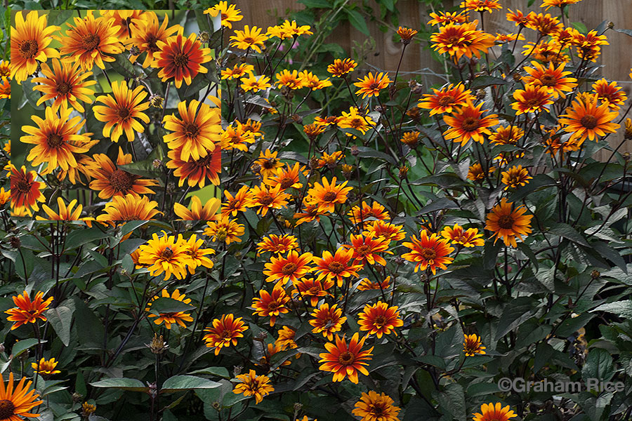 🏵️Burning Hearts False Sunflower