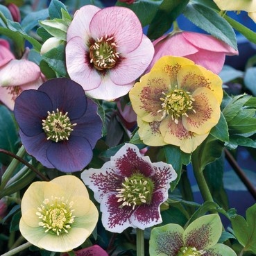 🥳Mixed color Christmas rose