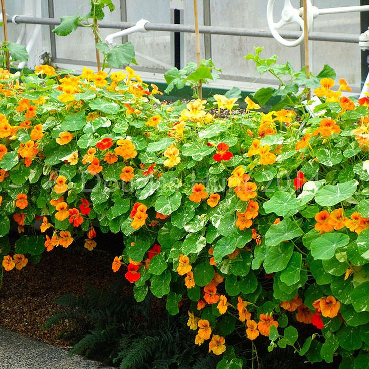 Organic Nasturtium Seeds