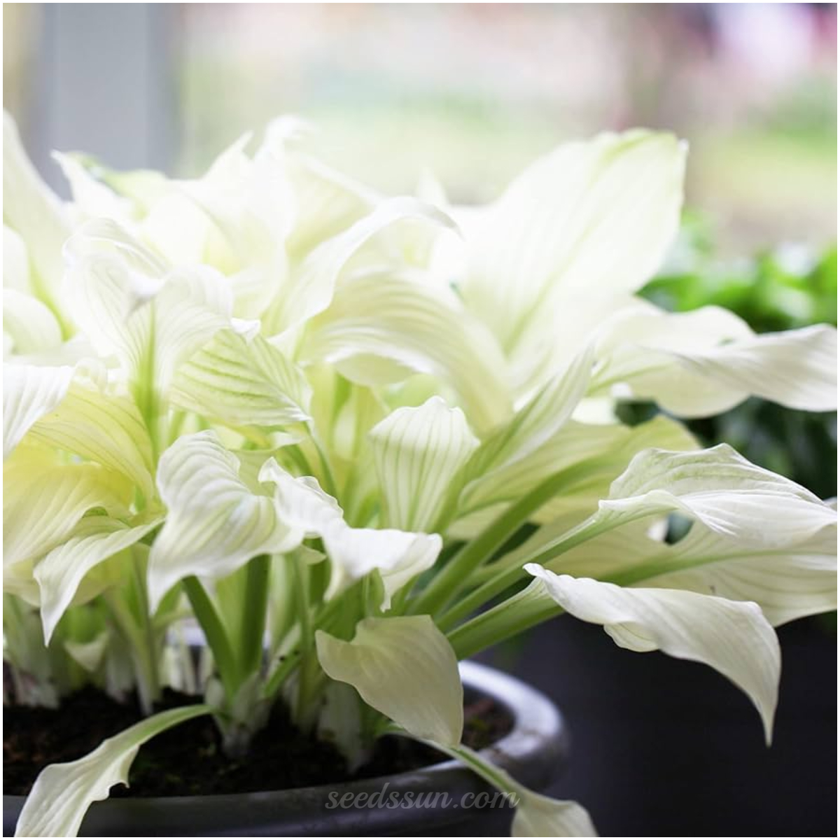 White Feather Hosta