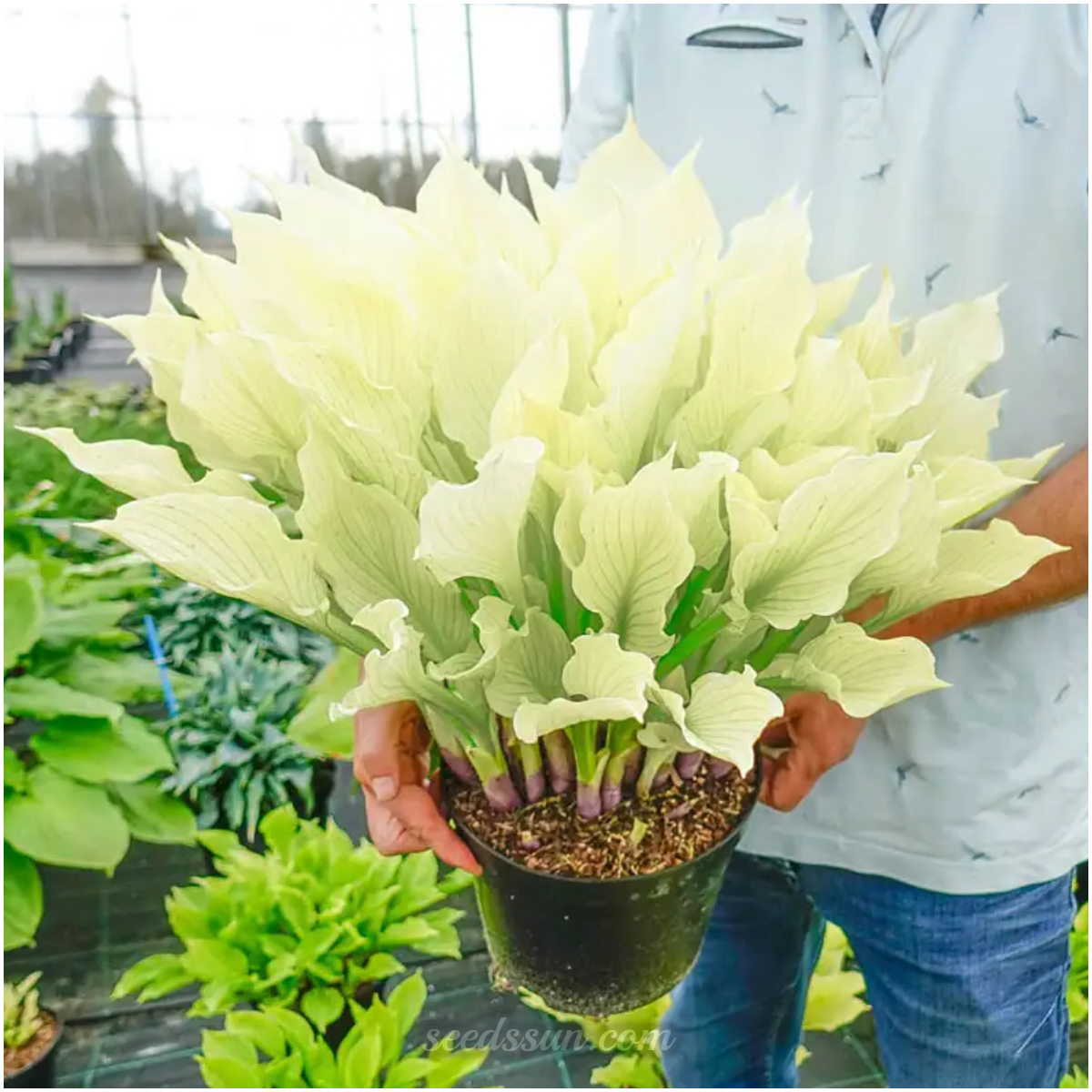 White Feather Hosta