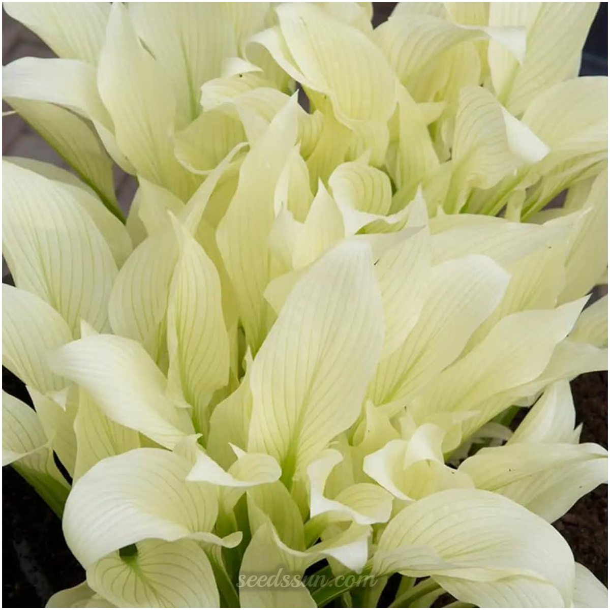 White Feather Hosta