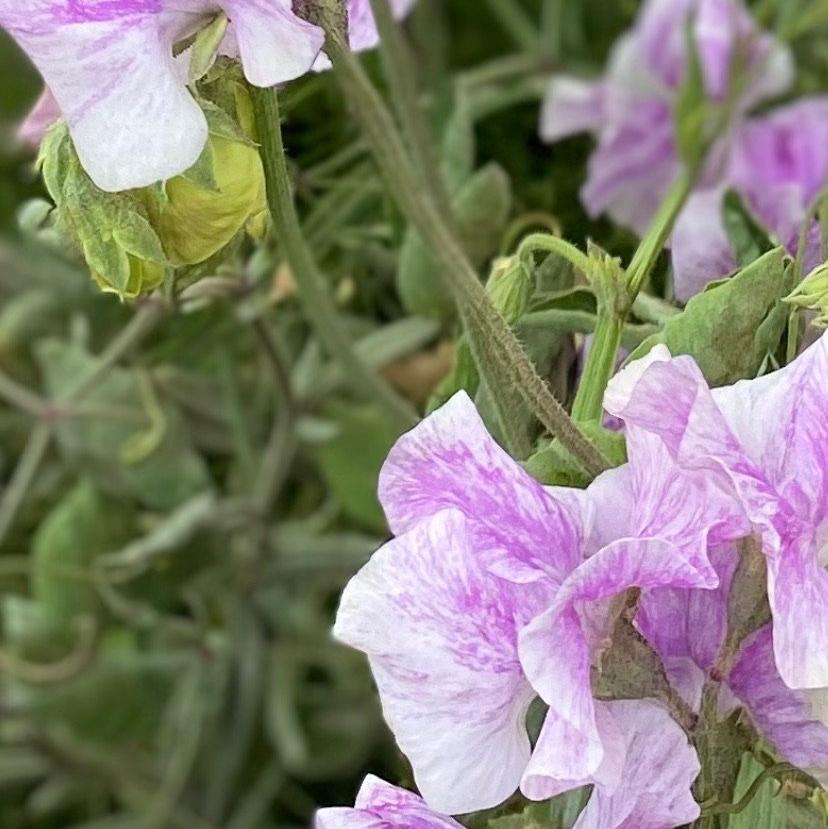 Lavender Flake Sweet Pea Seeds
