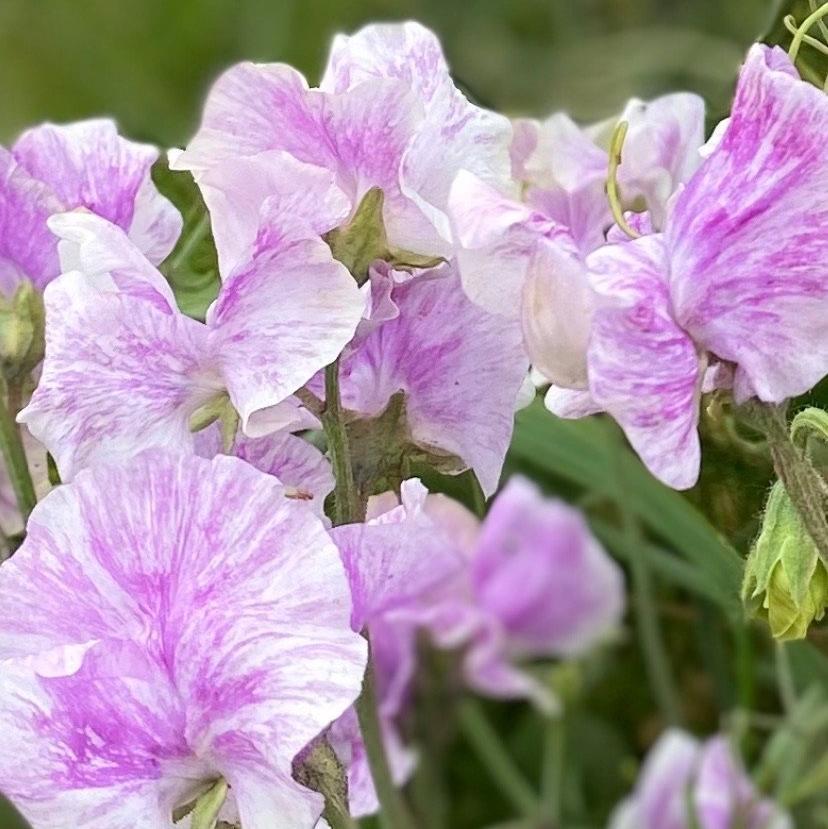 Lavender Flake Sweet Pea Seeds